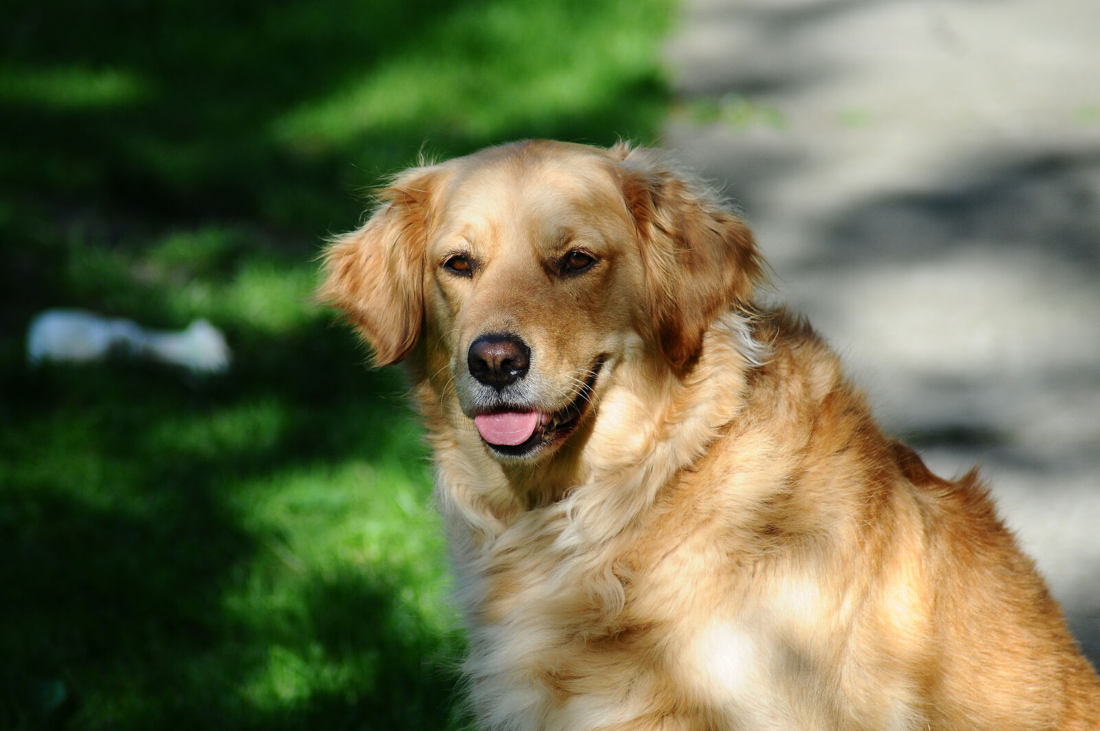 Nikon D300S sample photo. Golden, retriever, dog, pet photography