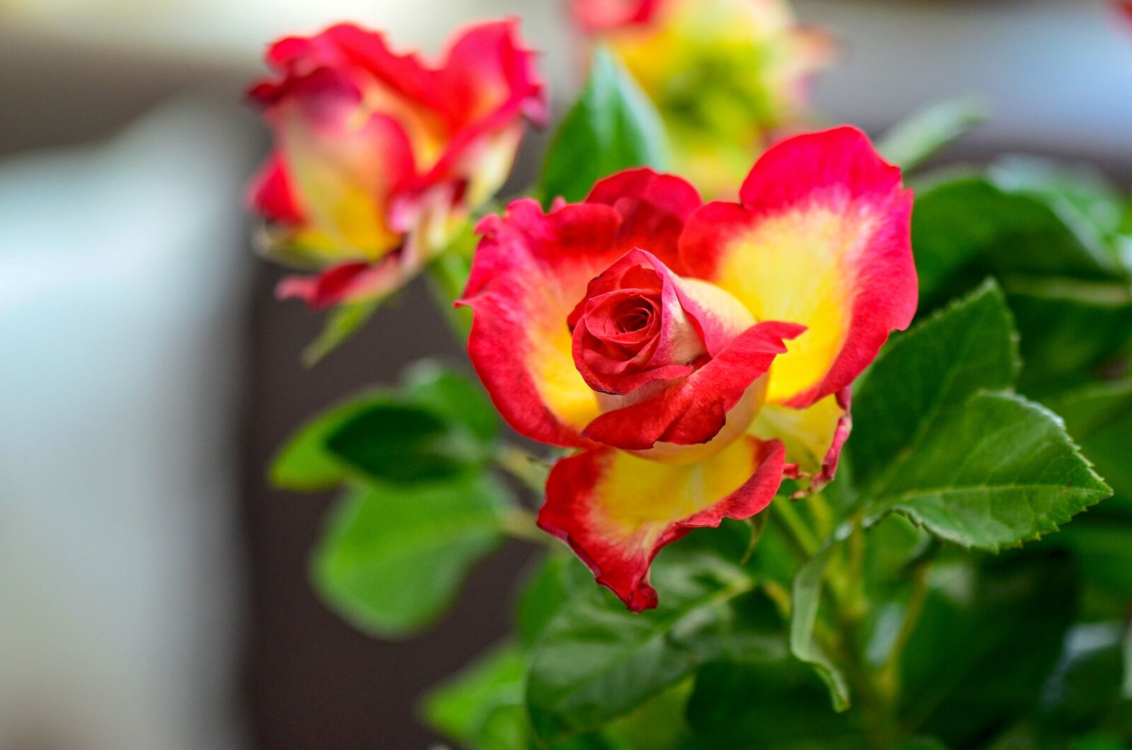 Nikon D7000 sample photo. Roses, colorful, nature photography