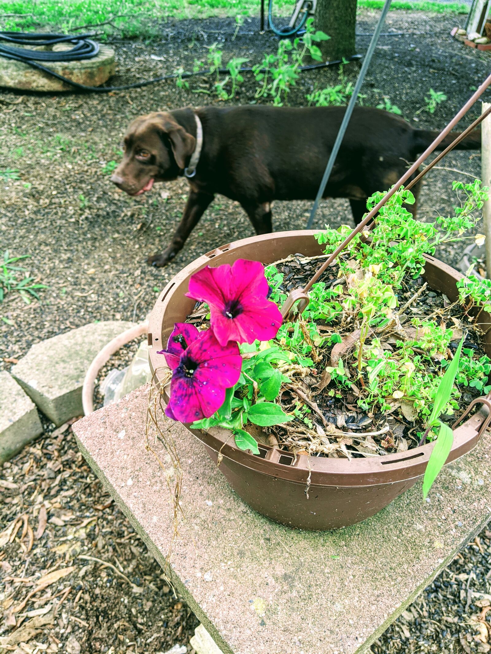 Google Pixel 3 XL sample photo. Labs, dogs, flowers photography