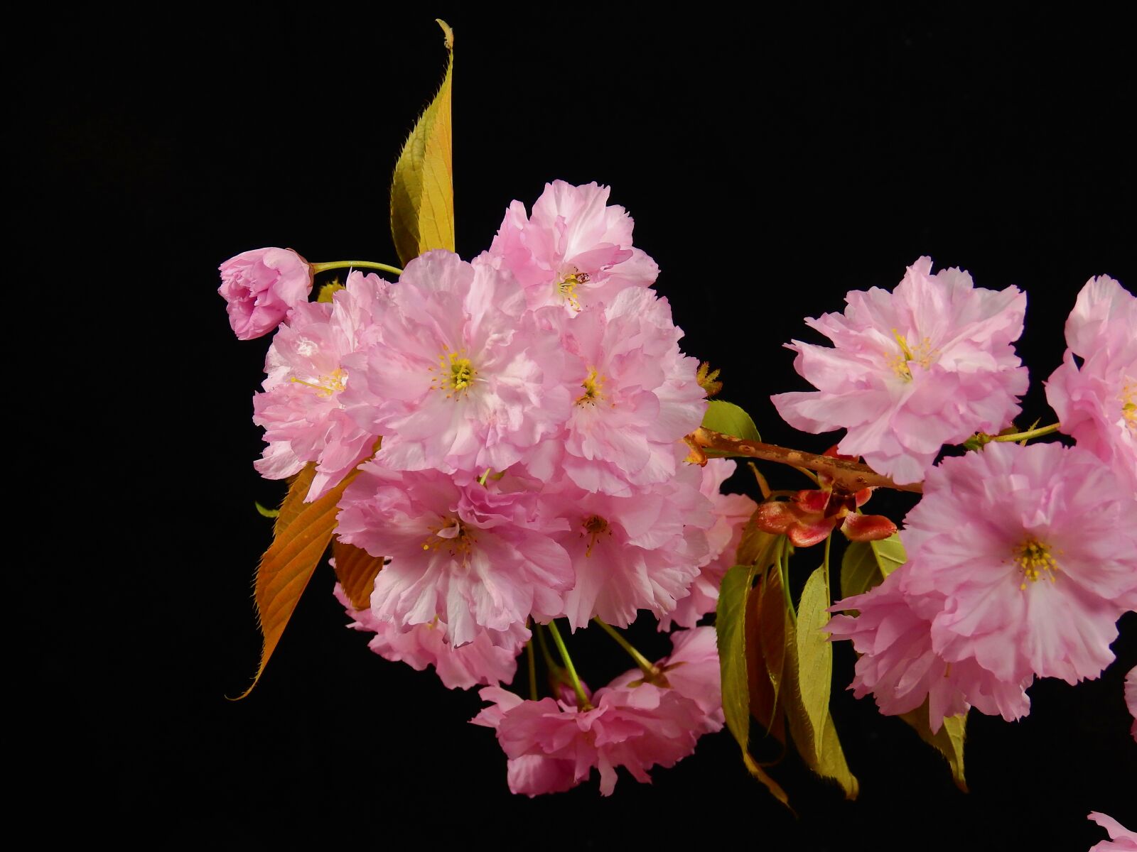 Nikon Coolpix P900 sample photo. Flowers, bloom, pink photography
