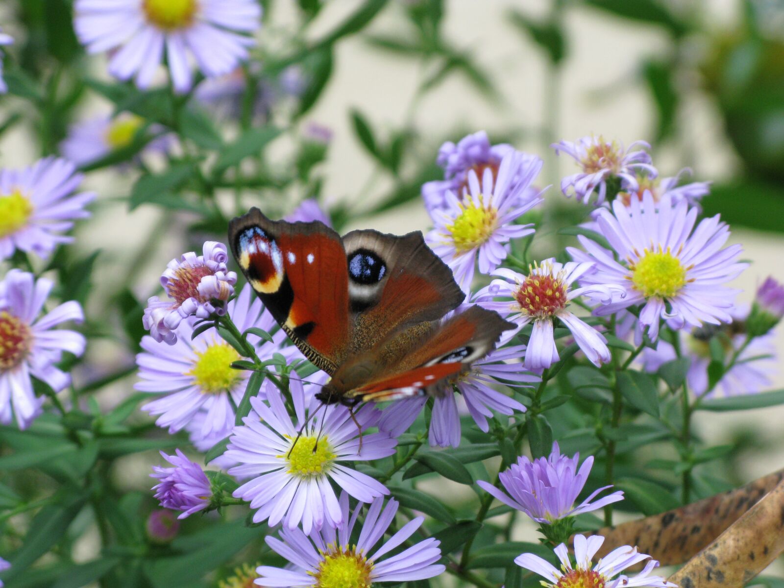 Canon POWERSHOT G9 sample photo. Butterfly, flowers, moth photography
