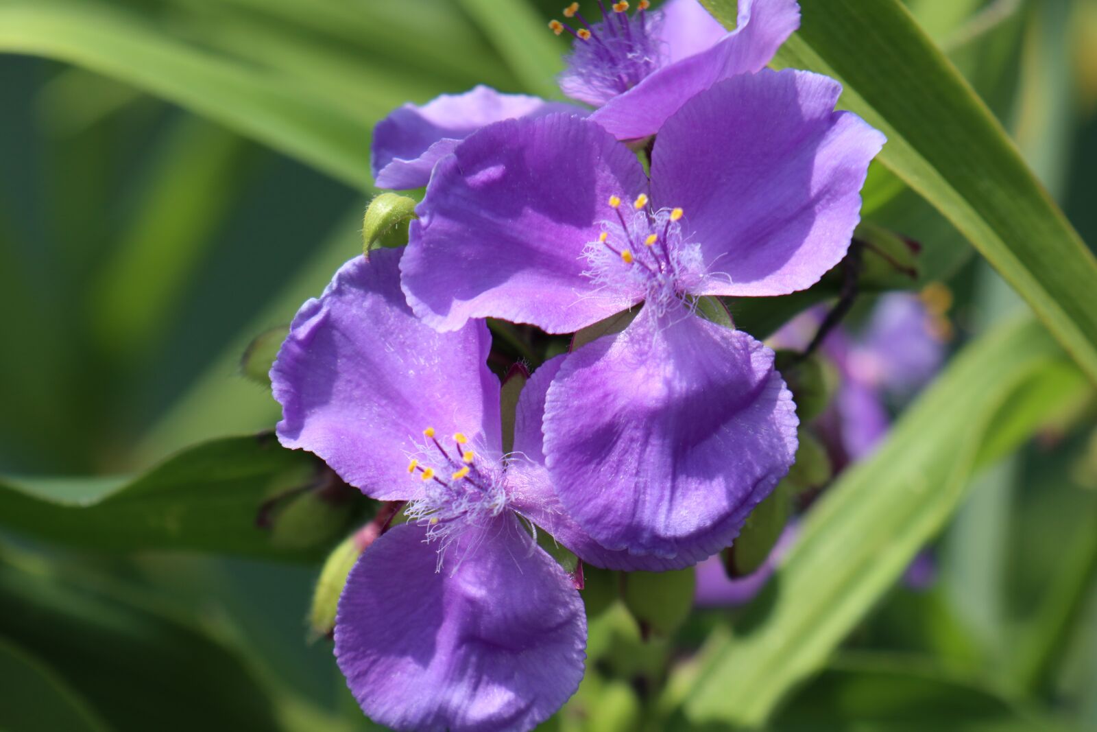 Canon EOS M6 sample photo. Summer, garden, flowers photography