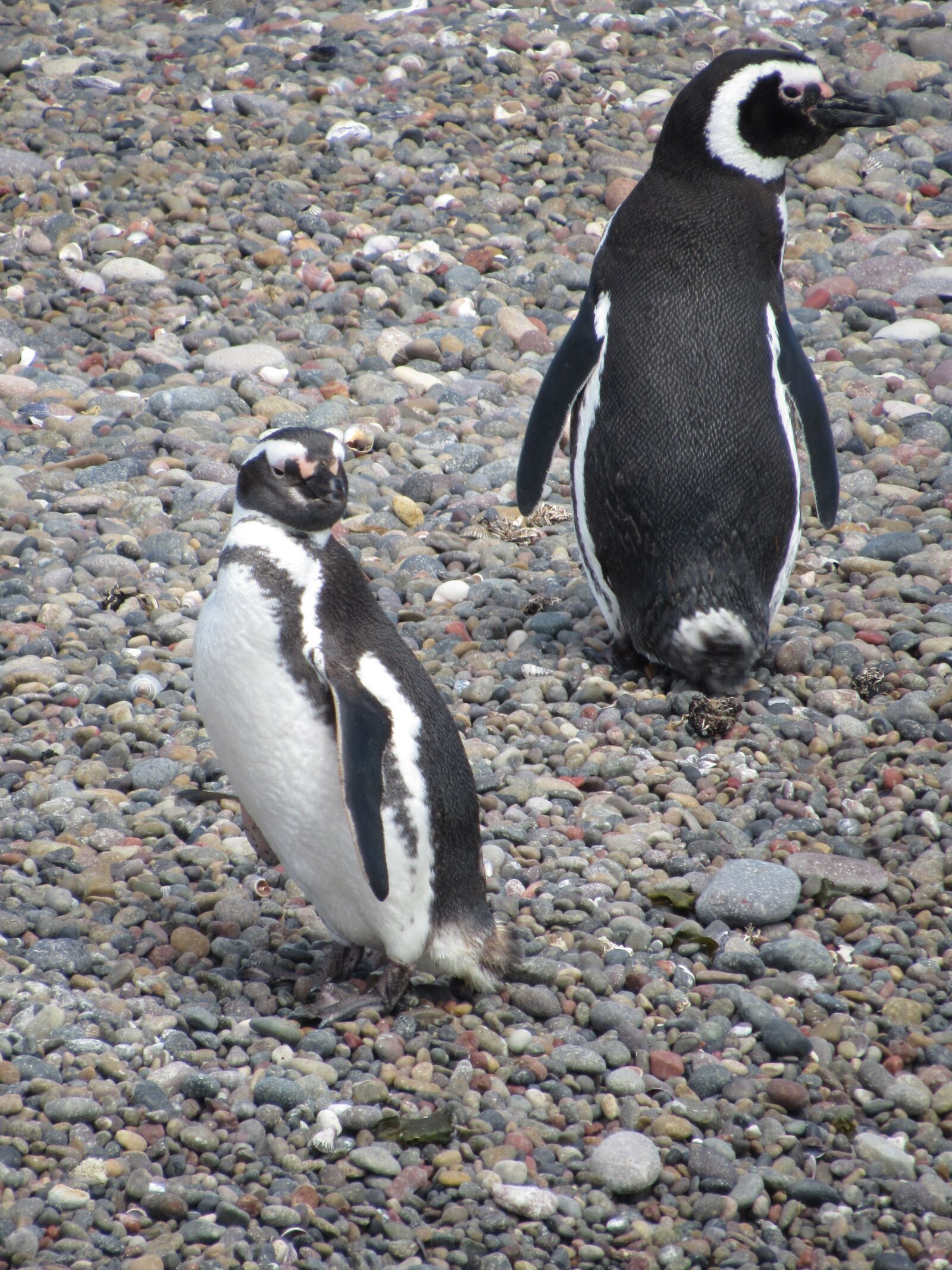 Canon PowerShot SX530 HS sample photo. Penguin, magellan, nature photography