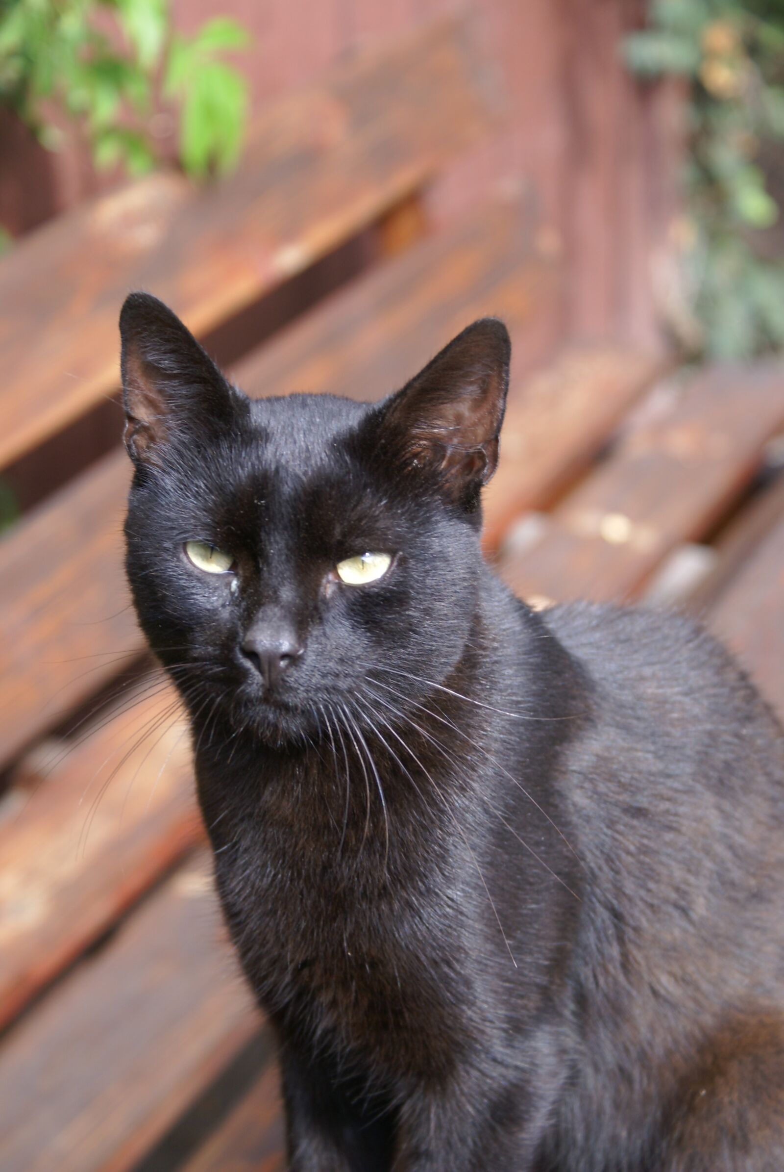 Sony Alpha DSLR-A100 sample photo. Kitten, animals, look photography