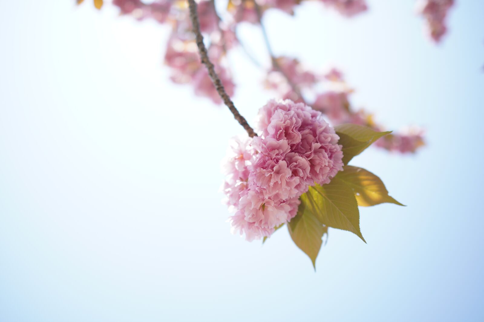 Sony a6400 + Sigma 16mm F1.4 DC DN | C sample photo. Sun, cherry blossoms, double photography