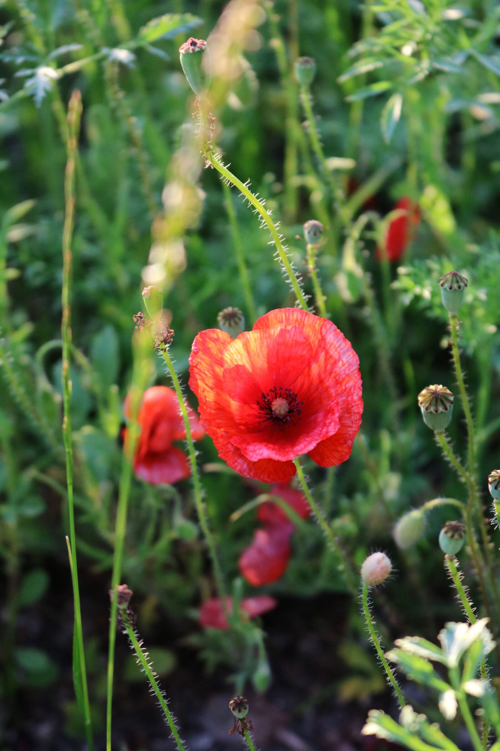 Canon EOS 750D (EOS Rebel T6i / EOS Kiss X8i) sample photo. Poppy, poppies, red photography