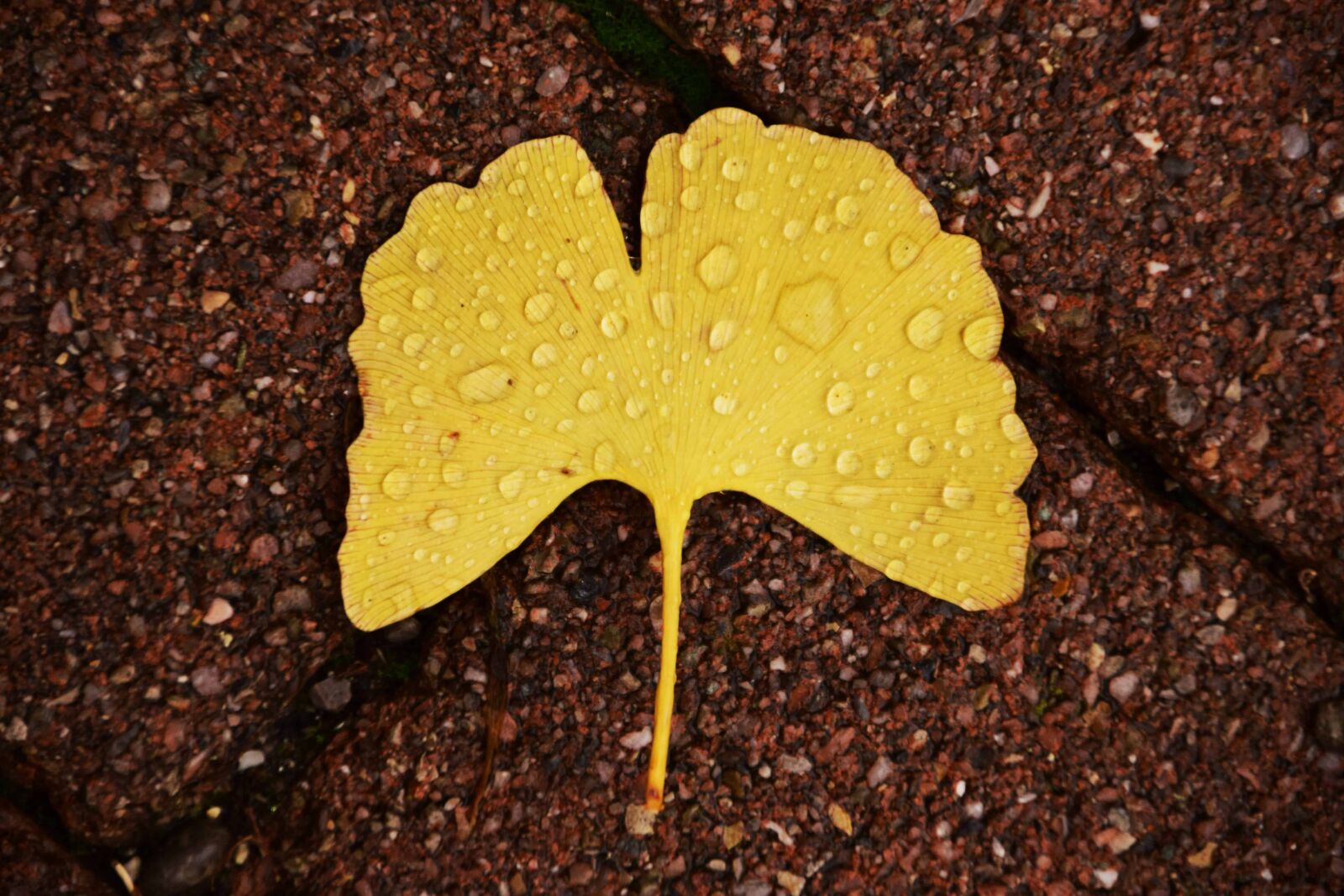 Nikon D3300 sample photo. Leaf, rain drops, water photography