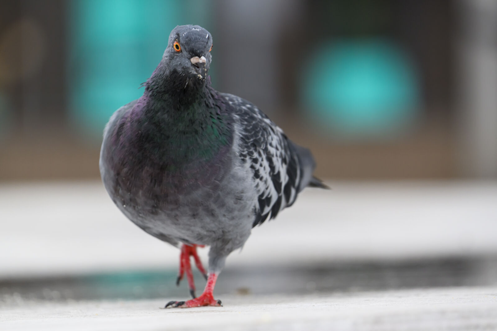 Nikon Z8 sample photo. Pigeon ground photography