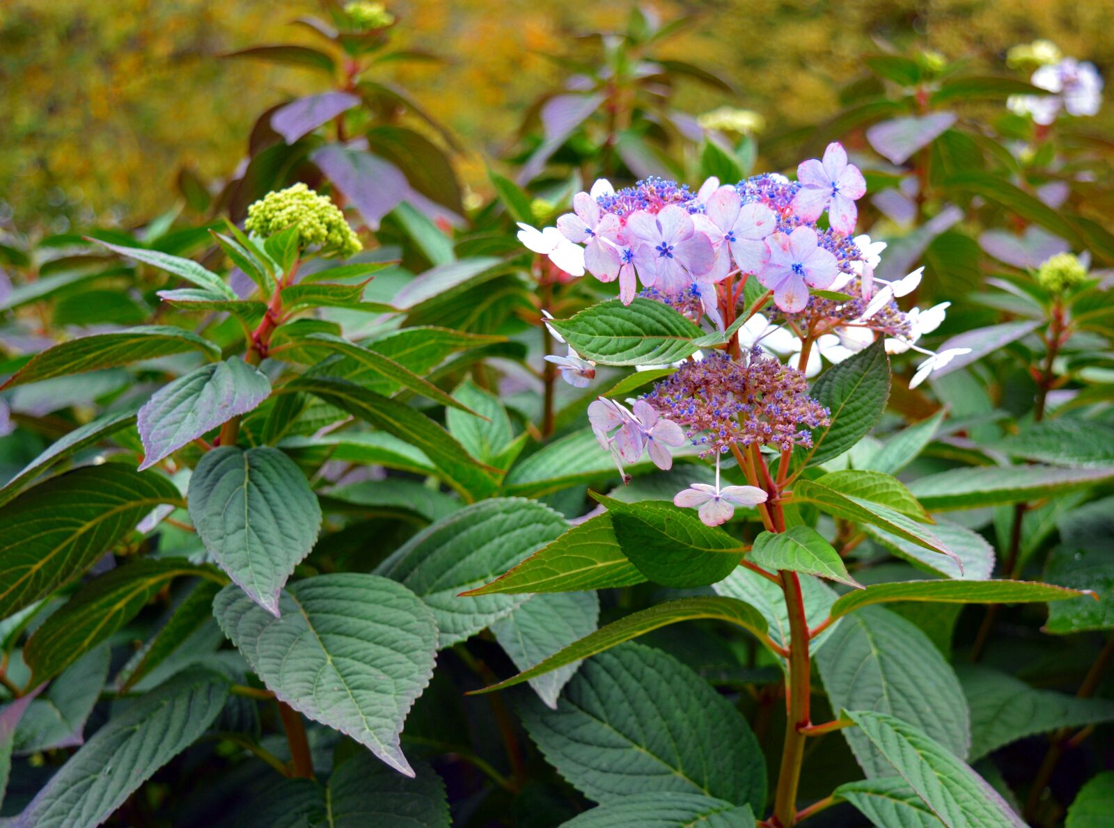 Nikon D3200 sample photo. Hydrangea, bush, flowers photography