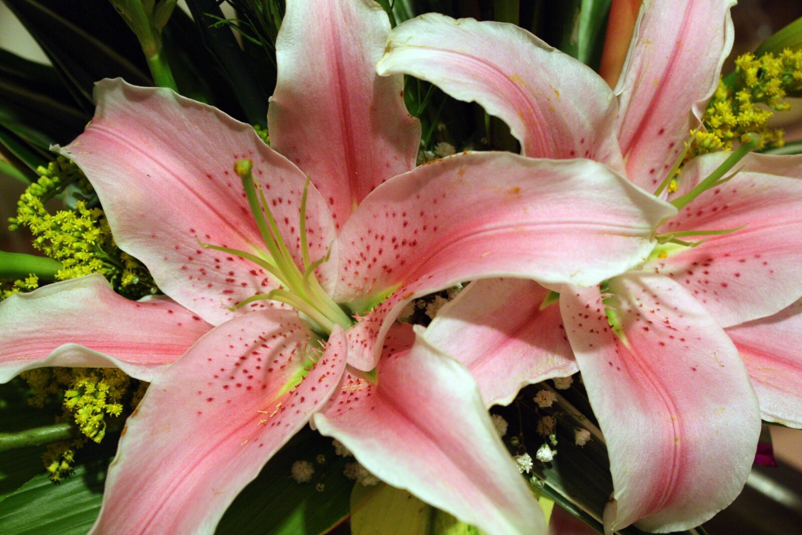 Canon EOS 450D (EOS Rebel XSi / EOS Kiss X2) sample photo. Pink flowers, lilies, pink photography