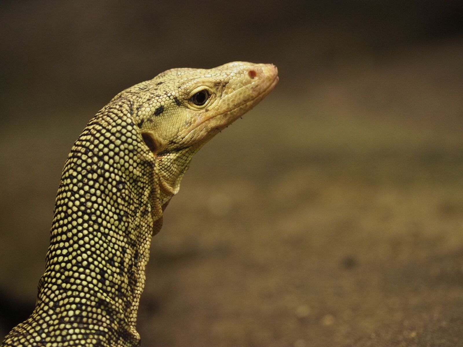 Olympus OM-D E-M1 Mark II + Olympus M.Zuiko Digital ED 40-150mm F2.8 Pro sample photo. Animal, reptile, lizard photography