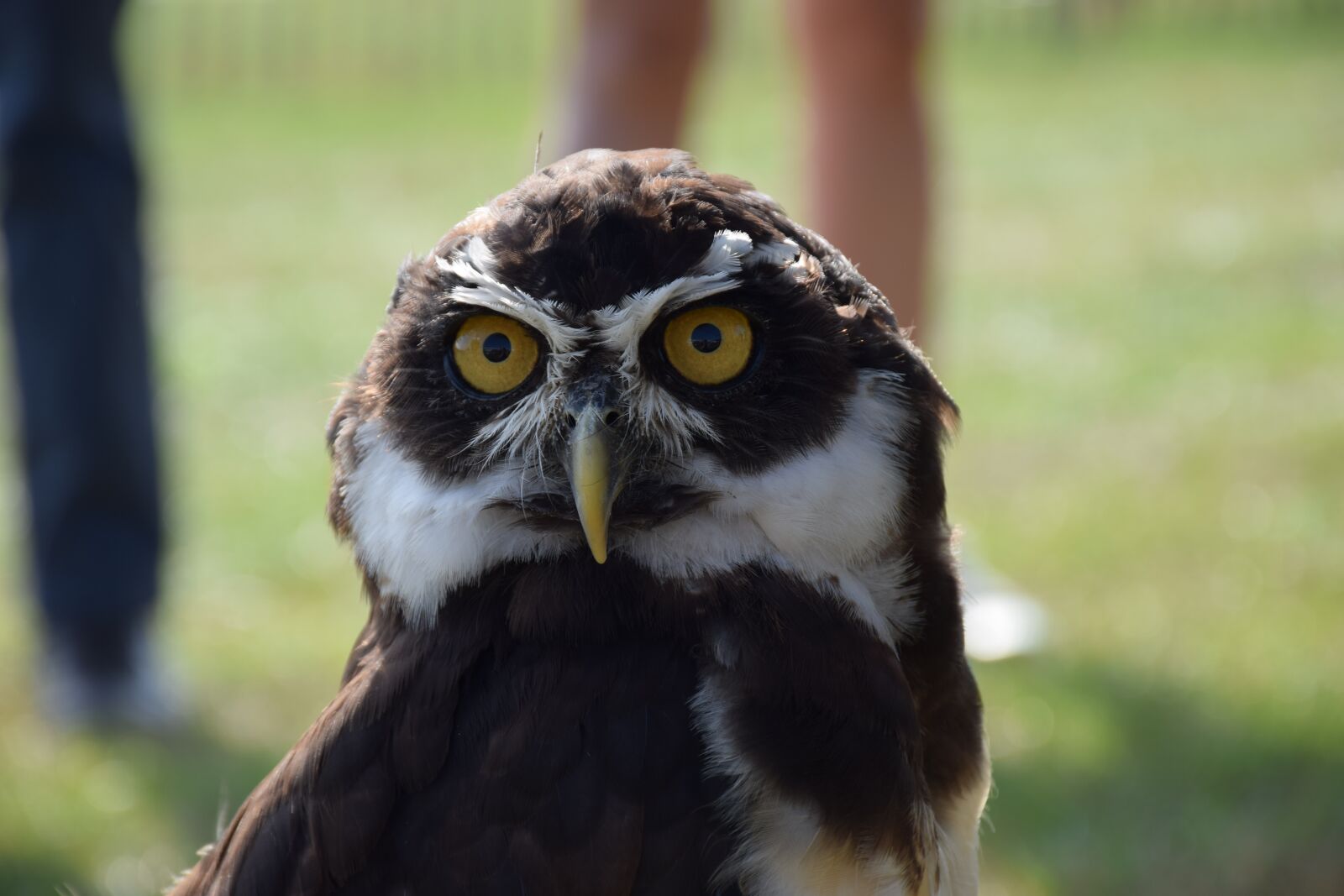 Nikon D5300 sample photo. Bird, feather, animals photography