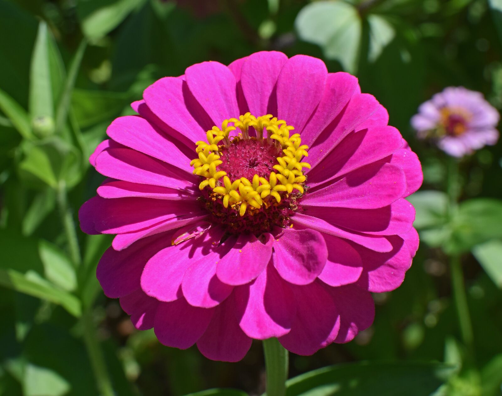 Nikon D3300 sample photo. Hot pink zinnia, flower photography