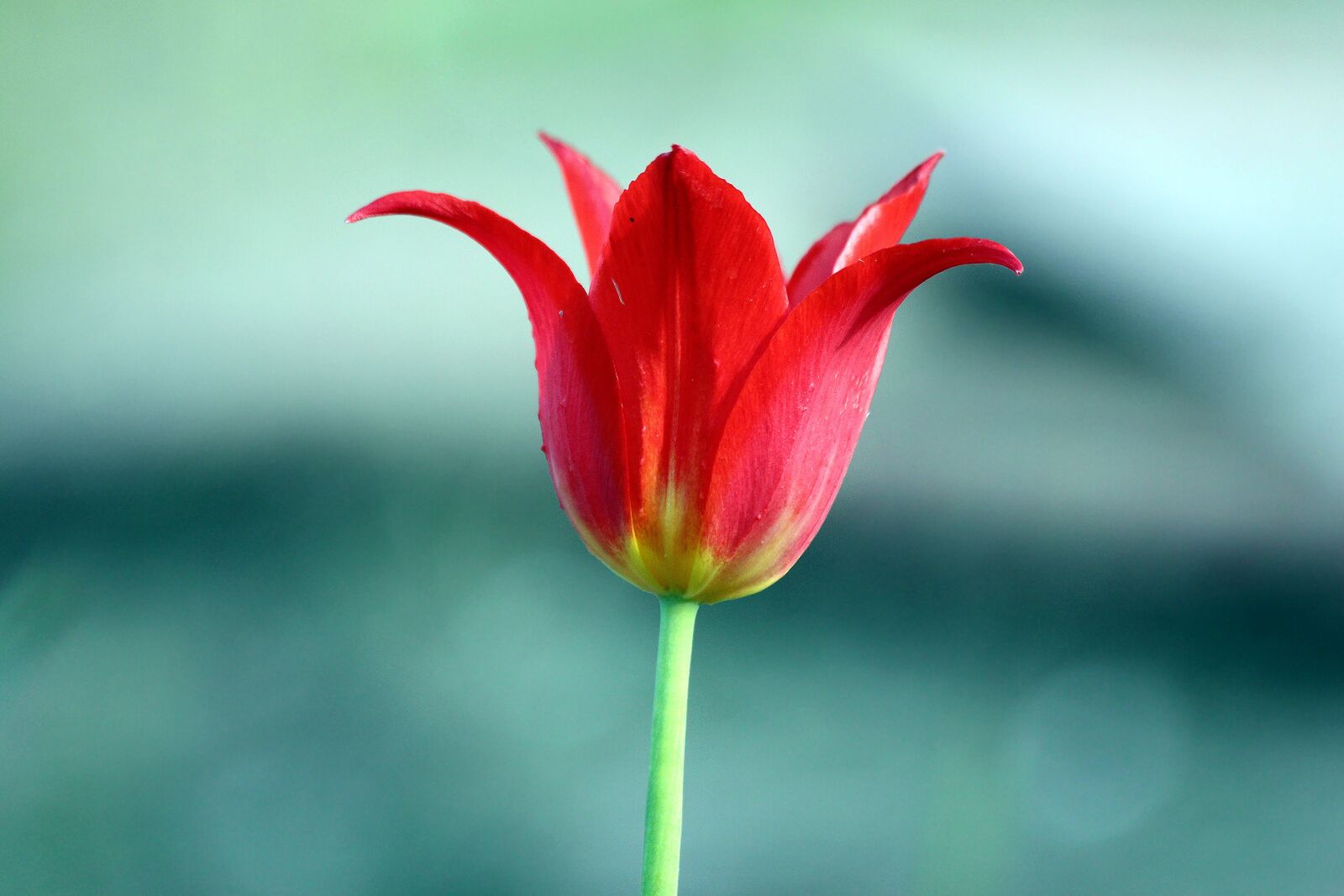 Canon EOS 650D (EOS Rebel T4i / EOS Kiss X6i) sample photo. Tulip, nature, no one photography