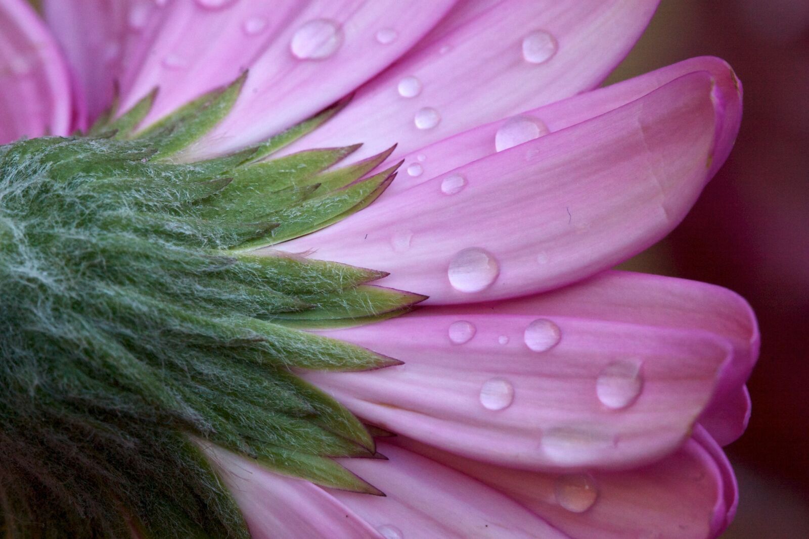 Canon EOS 30D sample photo. Flower, plant, nature photography
