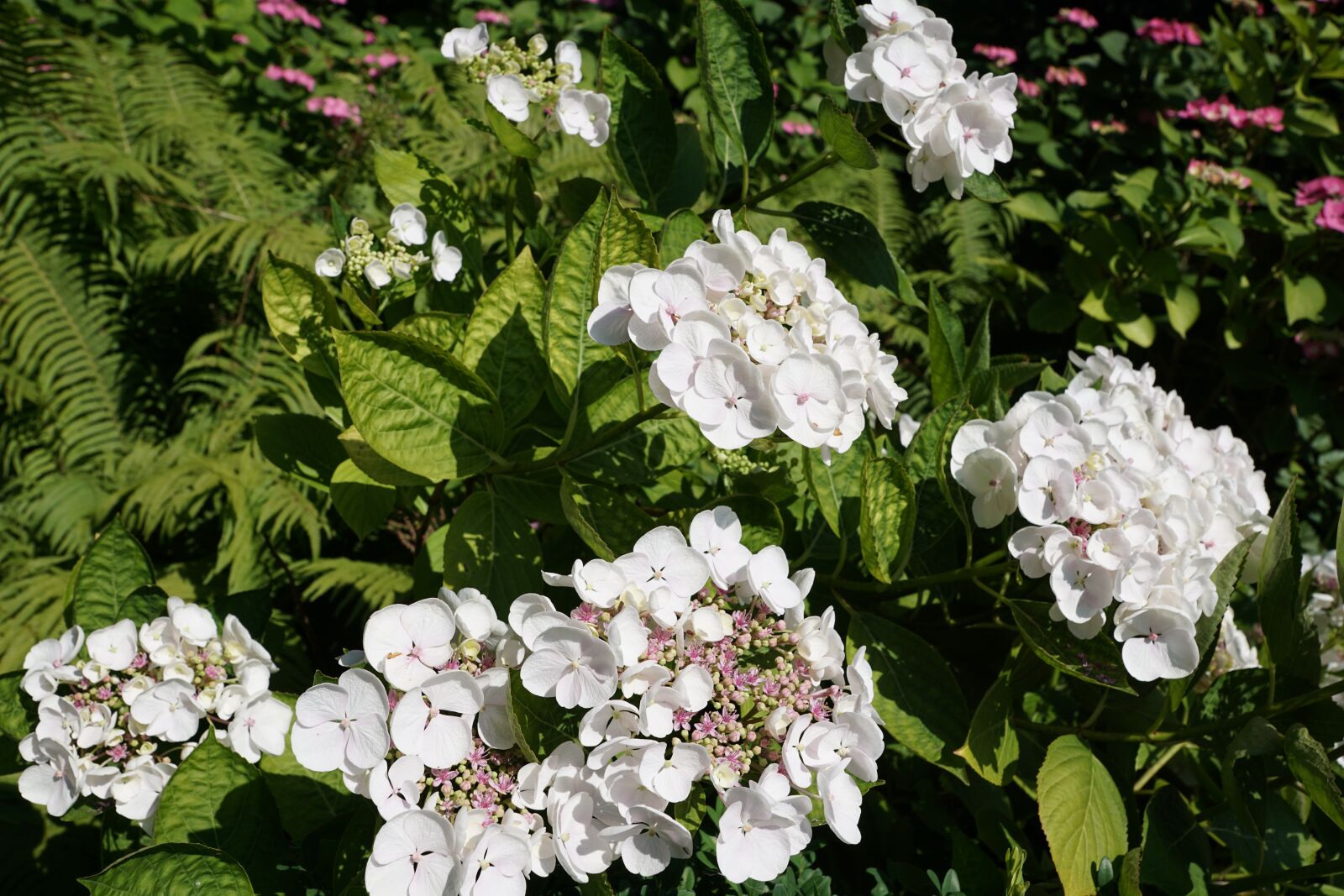 Sony ILCA-77M2 sample photo. Flower, white, plant photography