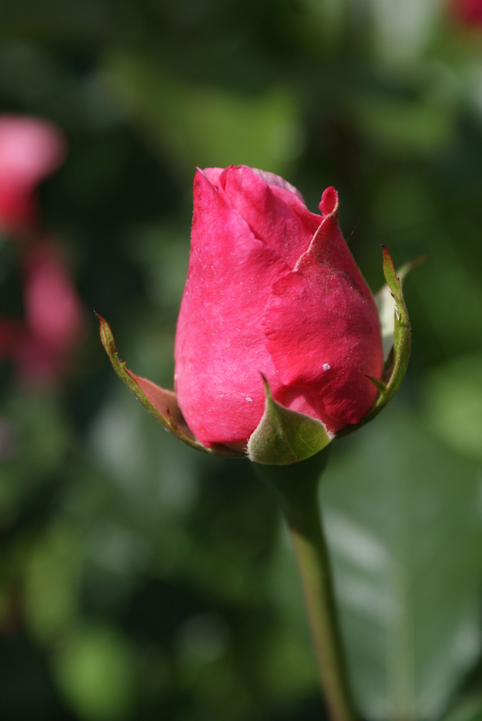 Sony Alpha DSLR-A200 sample photo. Nature, supplies, flowers photography