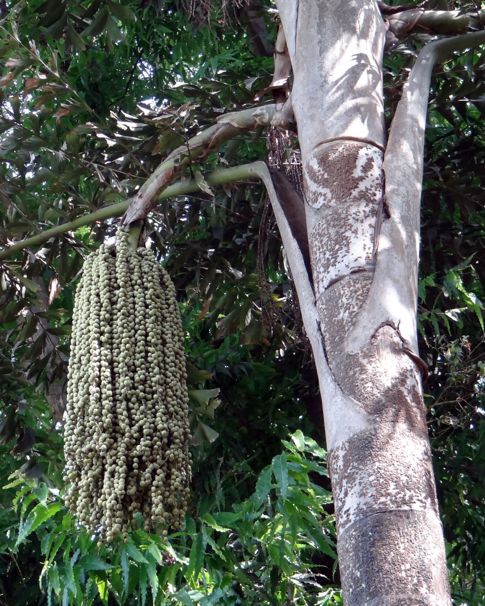 Sony DSC-HX200V sample photo. Fishtail palm, jaggery palm photography
