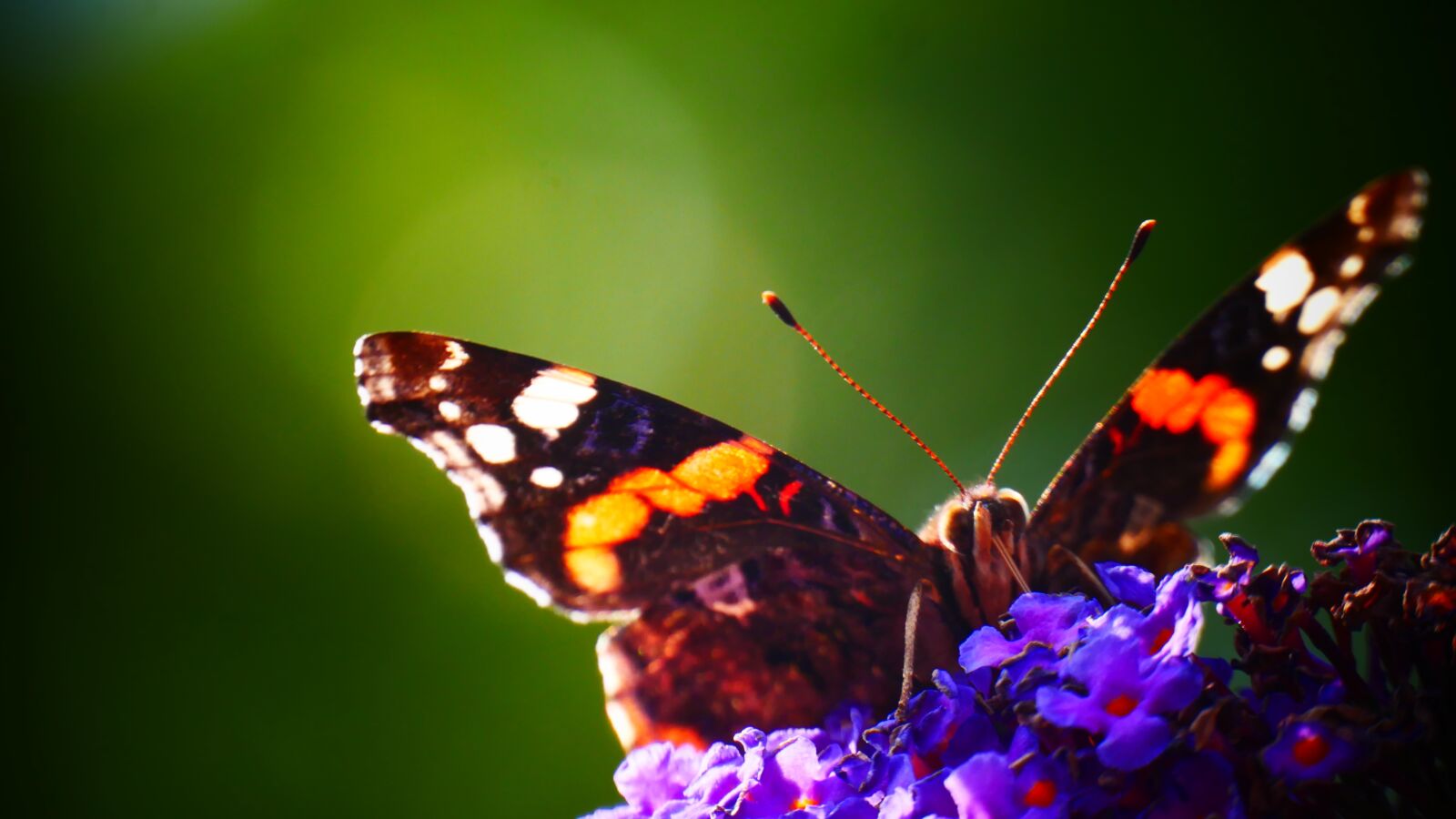 Panasonic Lumix DMC-G85 (Lumix DMC-G80) sample photo. Butterfly, butterflies, colors photography