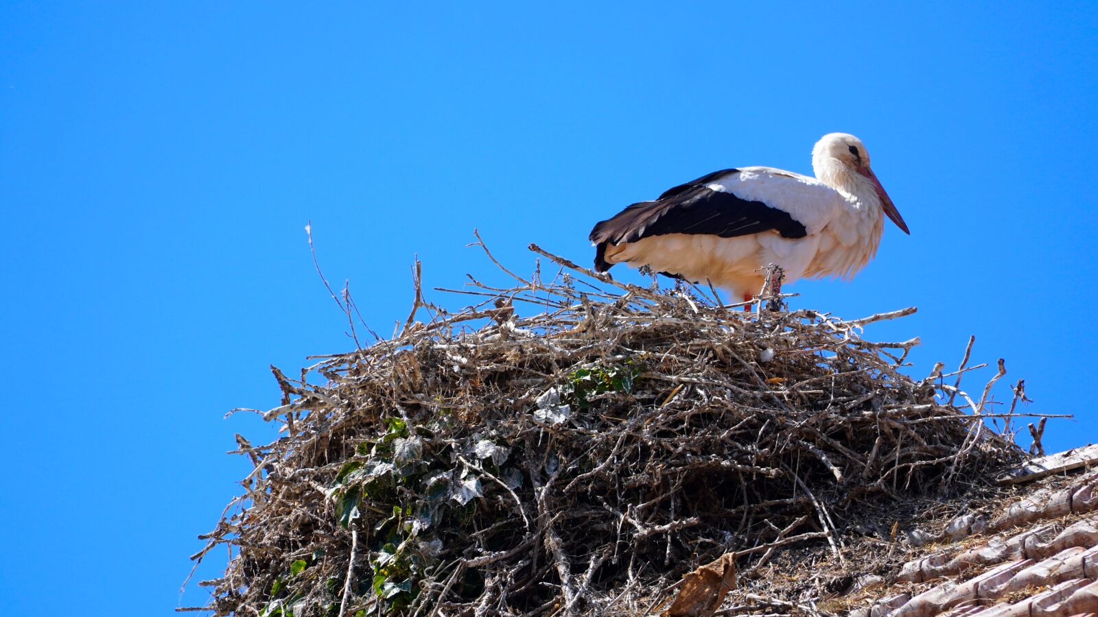Sony E PZ 18-105mm F4 G OSS sample photo. Stork, nest, animal photography