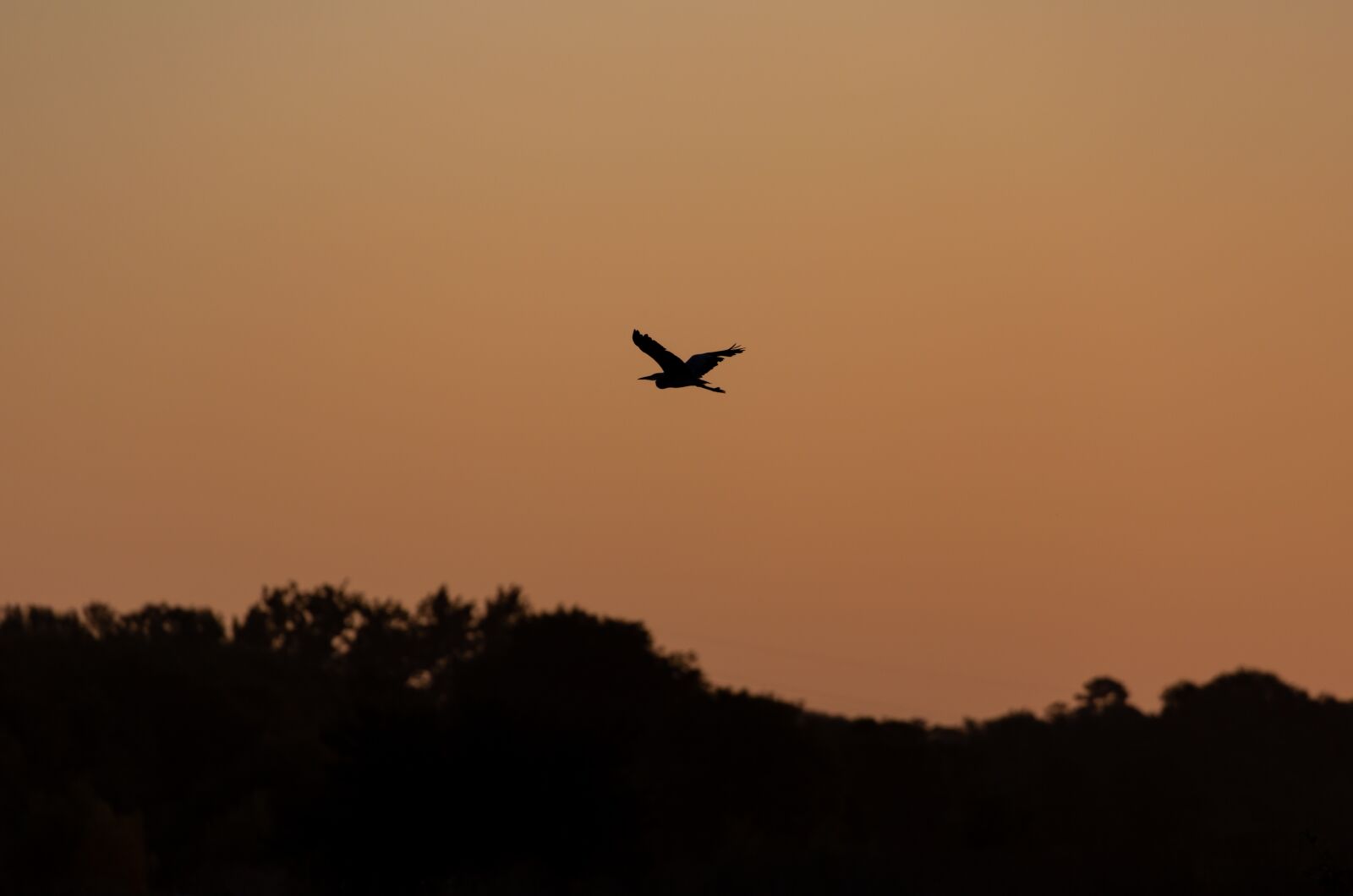Canon EOS 5D Mark III sample photo. Sunrise, riverbank, river grass photography