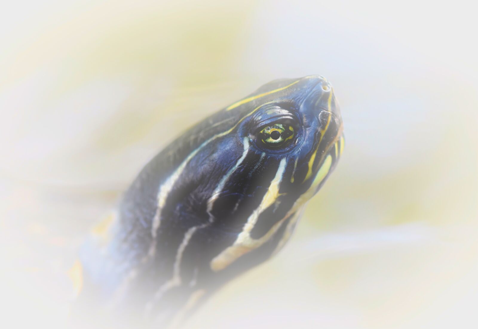 Nikon D7200 sample photo. Turtle, water turtle, reptile photography