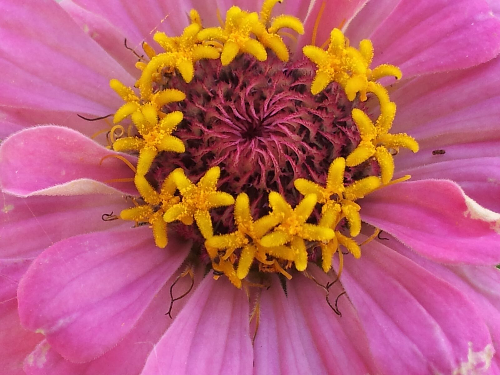 Samsung Galaxy S2 sample photo. Flowers, plant, petals photography