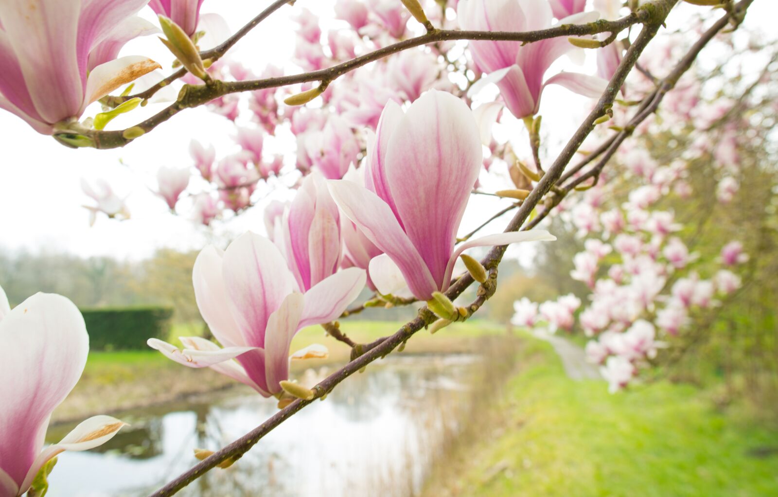 Nikon D610 sample photo. Magnolia, pink, spring photography