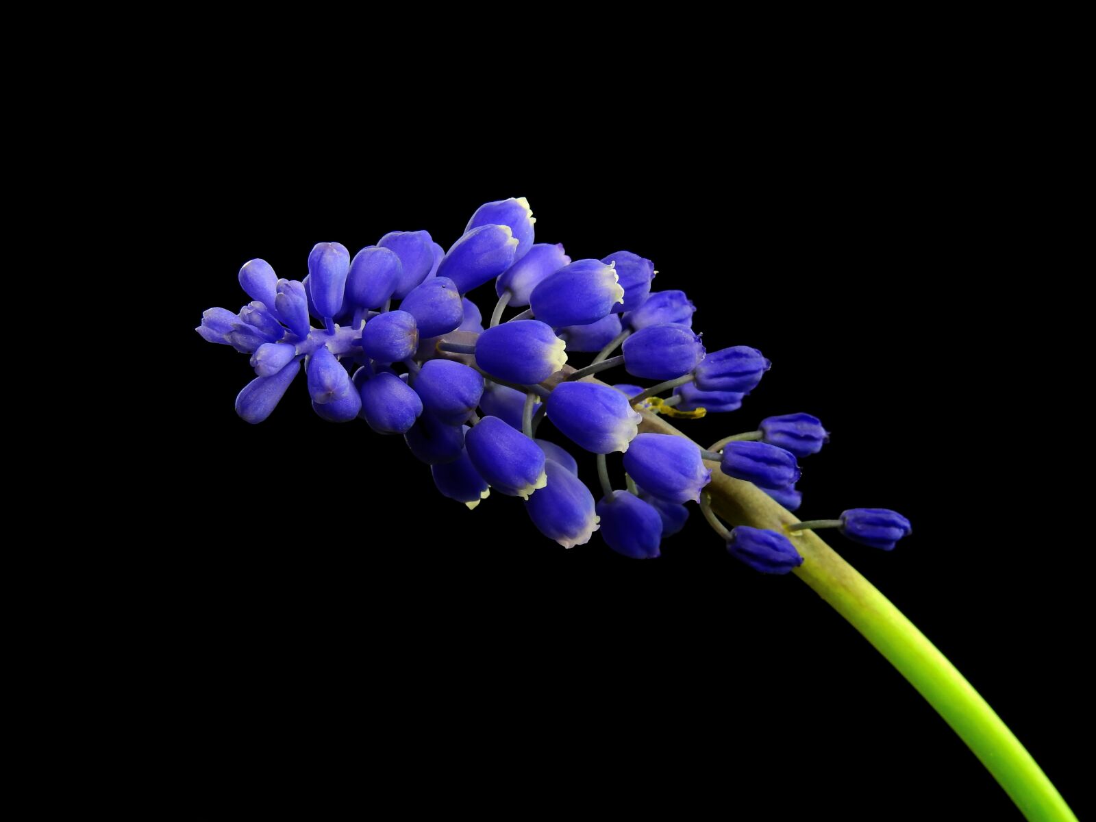 Nikon Coolpix P900 sample photo. Hyacinth, flower, plant photography