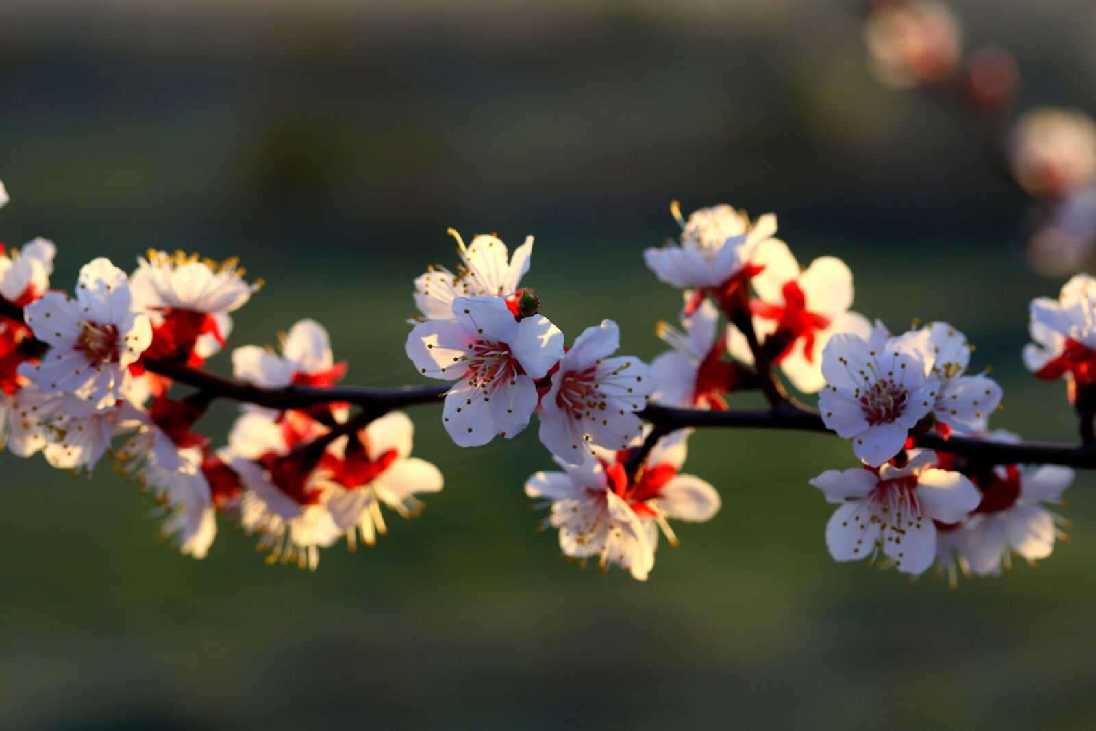 Canon EF-S 60mm F2.8 Macro USM sample photo. Flowers, branch, white photography