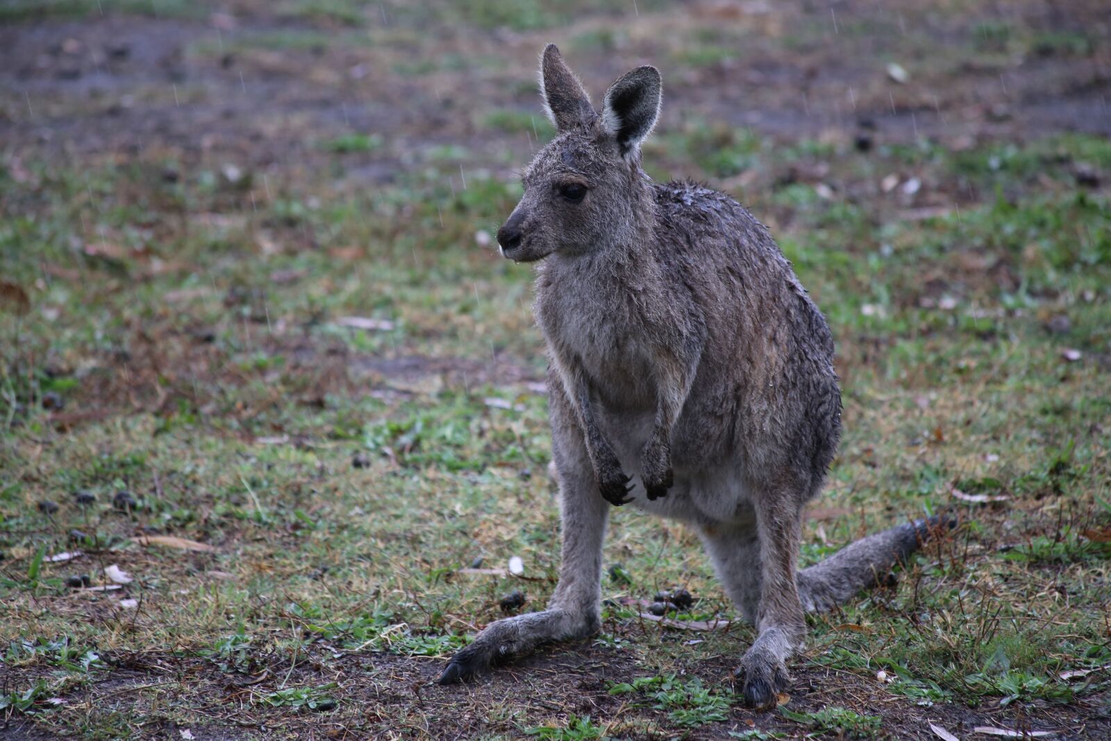 Canon EF 70-300mm F4-5.6 IS USM sample photo. Kangaroo, wet, australia photography