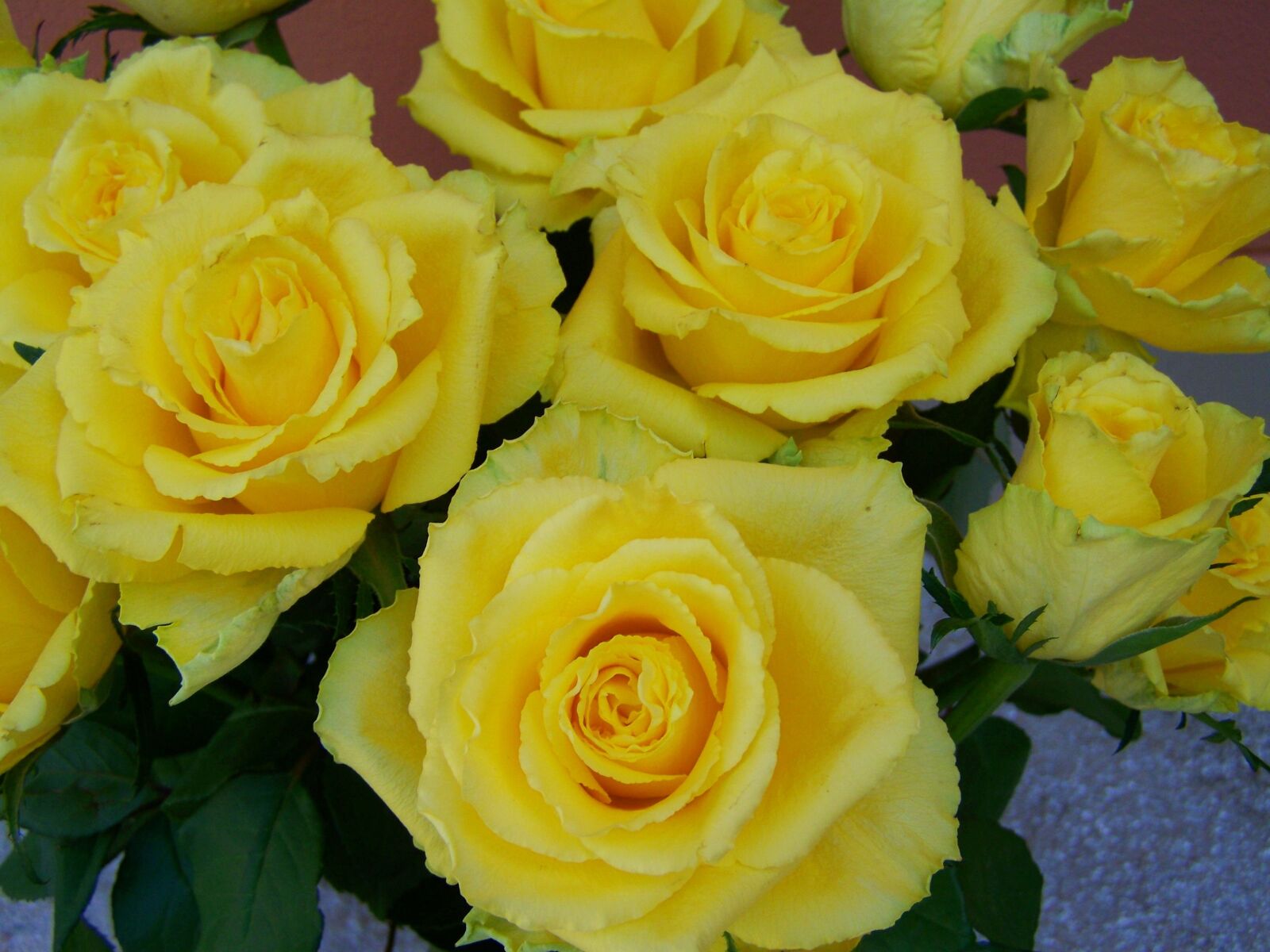 Kodak EASYSHARE ZD710 ZOOM DIGITAL CAMERA sample photo. Rose bouquet, yellow roses photography