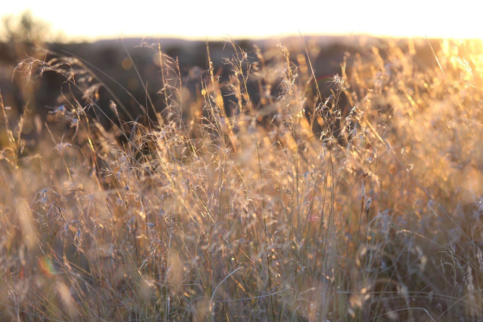 Canon EOS 550D (EOS Rebel T2i / EOS Kiss X4) sample photo. Golden, grass, nature photography