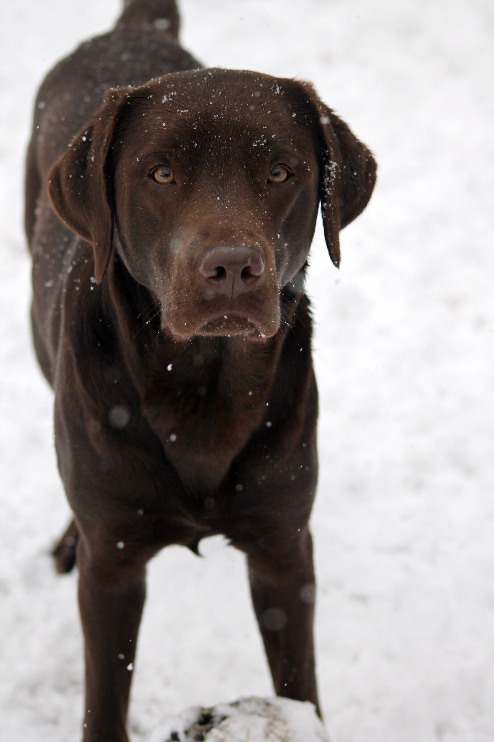 Canon EOS 1100D (EOS Rebel T3 / EOS Kiss X50) sample photo. Cute, labrador, labrador retriever photography