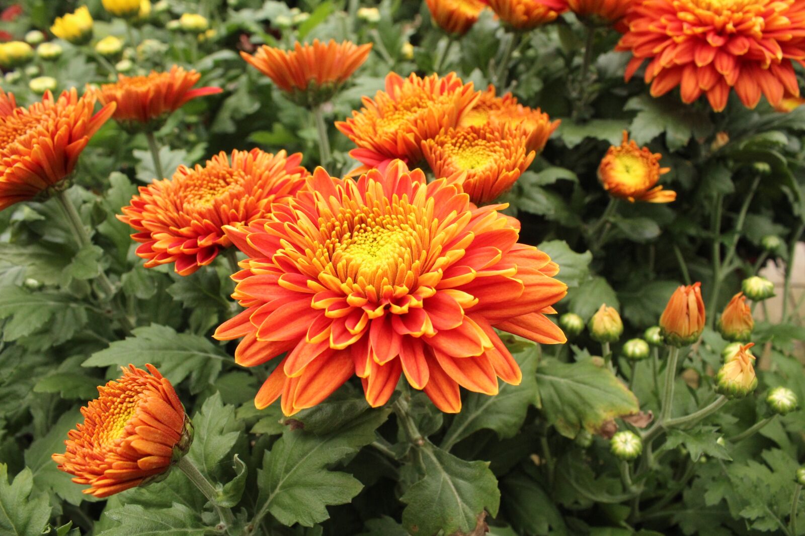 Canon EF-S 18-55mm F3.5-5.6 IS sample photo. Flora, floral, nature photography