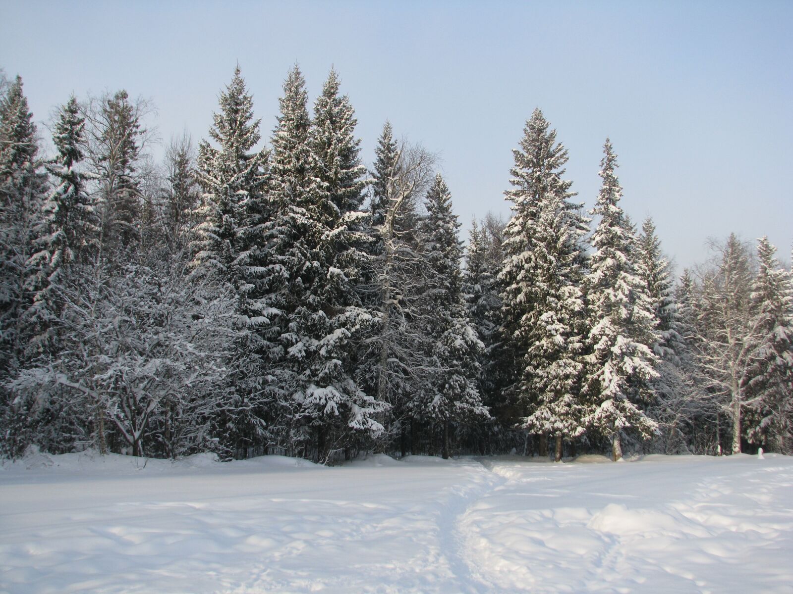 Canon POWERSHOT S5 IS sample photo. Winter, forest, frost photography