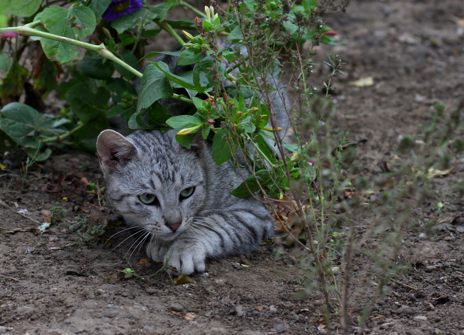 Canon EOS 700D (EOS Rebel T5i / EOS Kiss X7i) + Canon EF 85mm F1.8 USM sample photo. Cat, hidden, flowers photography