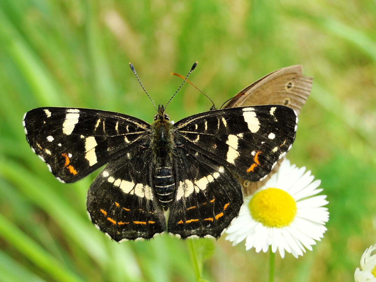 Sony Cyber-shot DSC-HX1 sample photo. Butterfly day, nature, insect photography