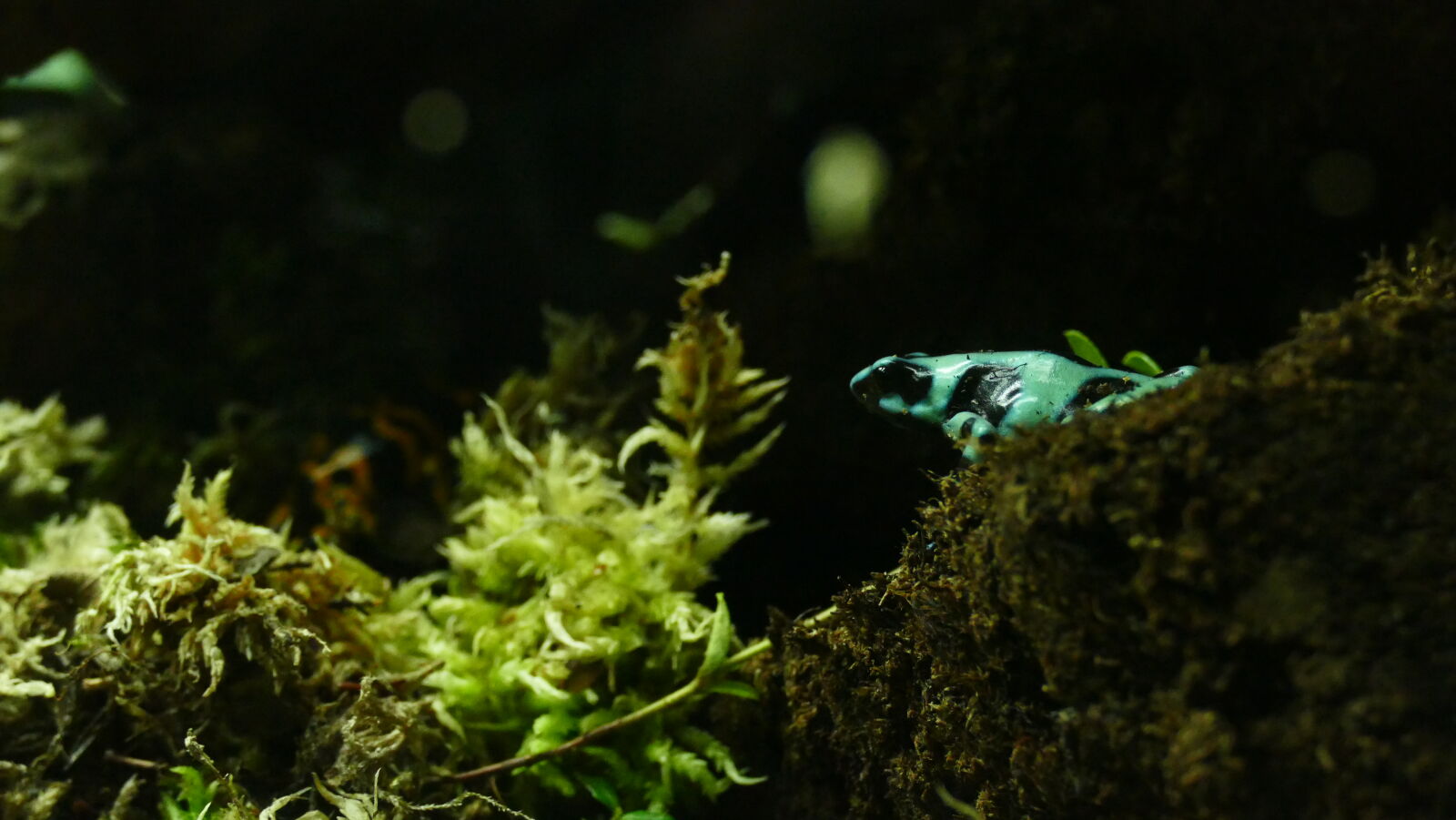 Panasonic Lumix DMC-FZ1000 sample photo. Amazon, frog, venomous photography