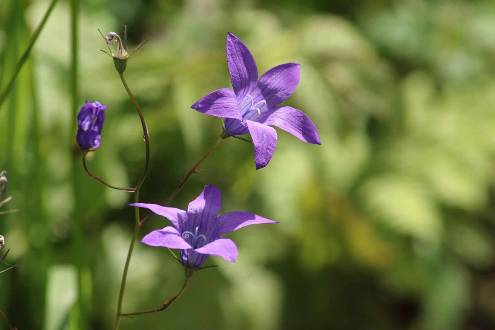 Canon EOS 1200D (EOS Rebel T5 / EOS Kiss X70 / EOS Hi) sample photo. Nature, plant, flower photography