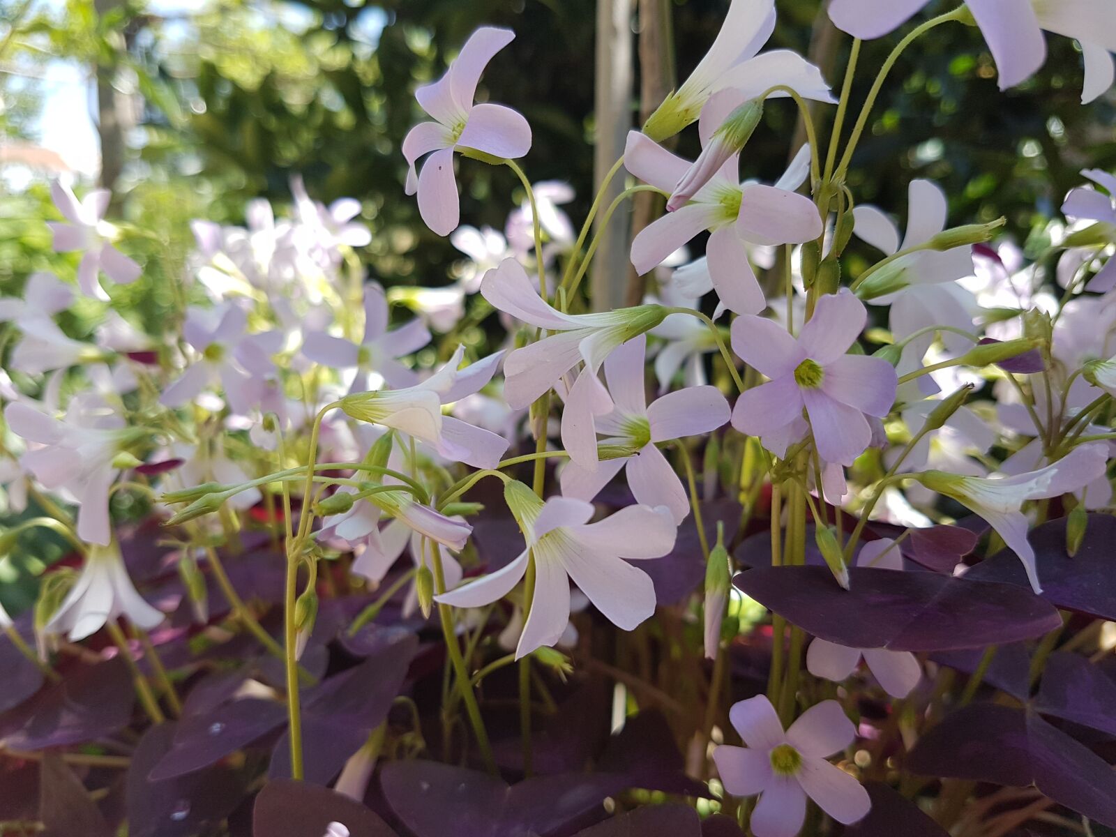 Samsung Galaxy S7 Edge sample photo. Flowers, garden, beauty photography