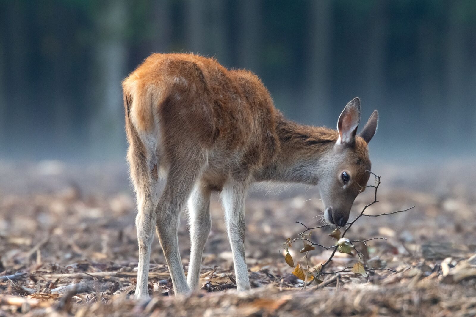 Canon EOS 7D sample photo. Deer, red deer, wildlife photography