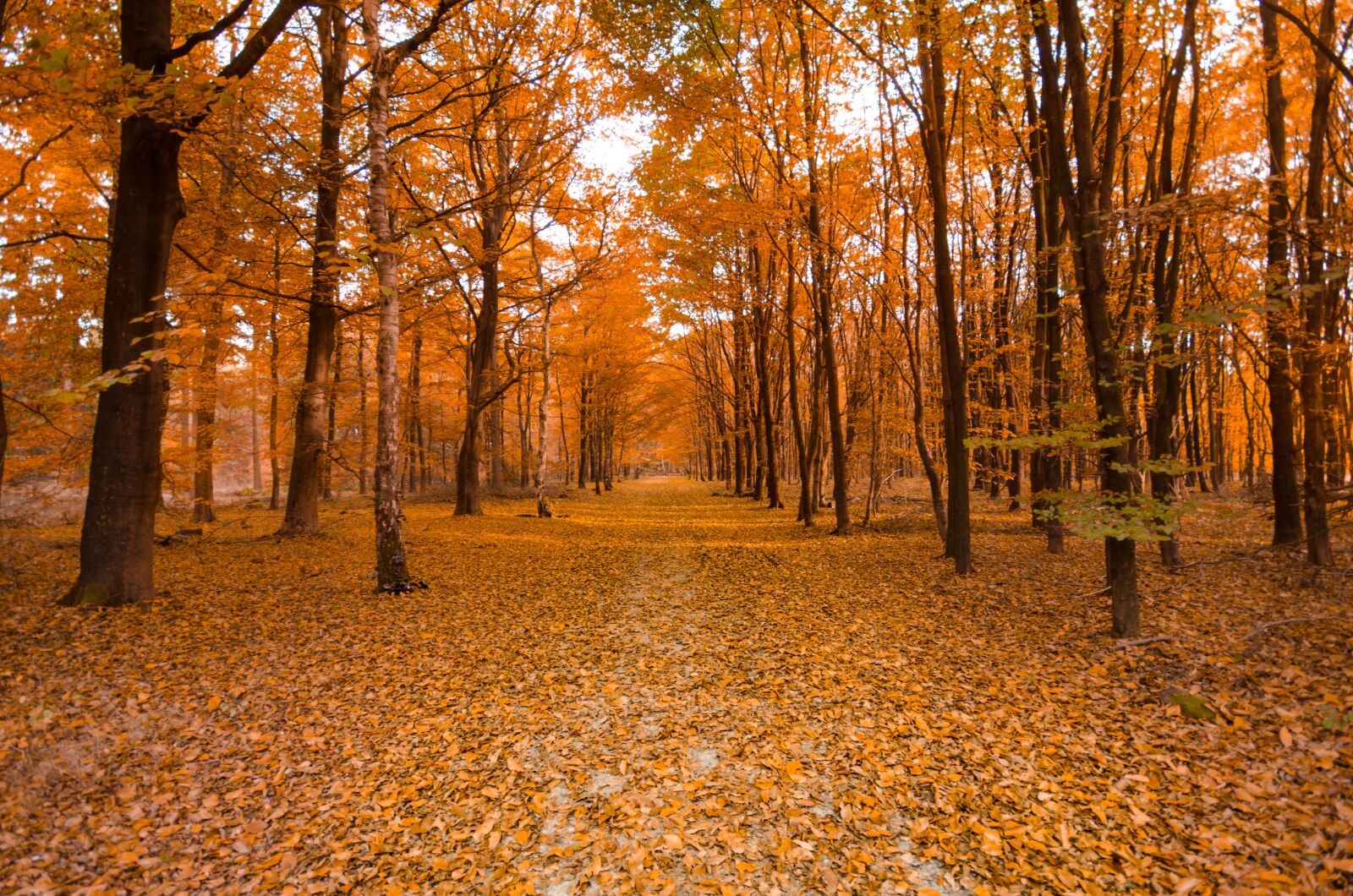 Nikon D7000 sample photo. Forest, autumn, orange photography