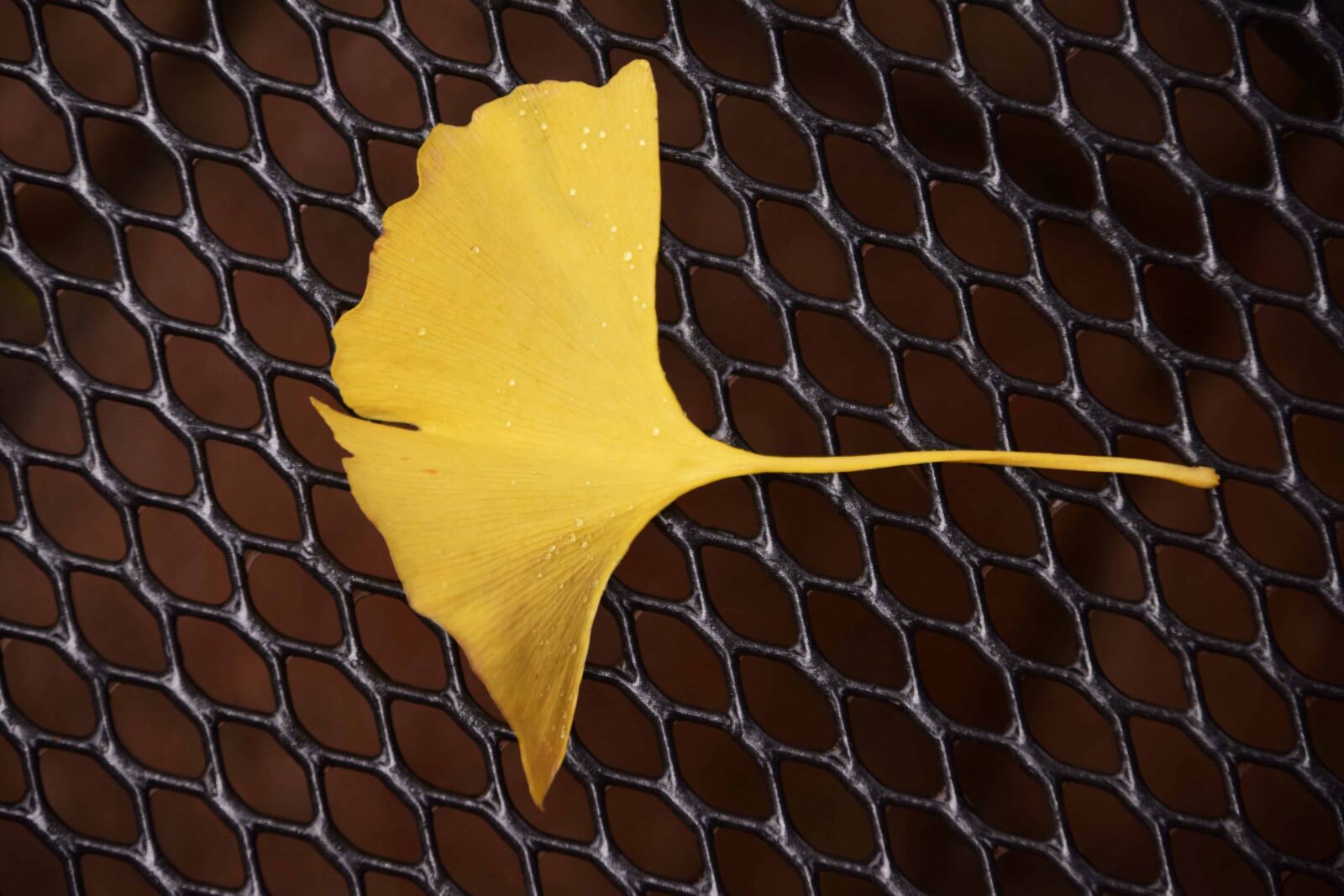 Nikon D3300 sample photo. Leaf, wire, metal, fence photography