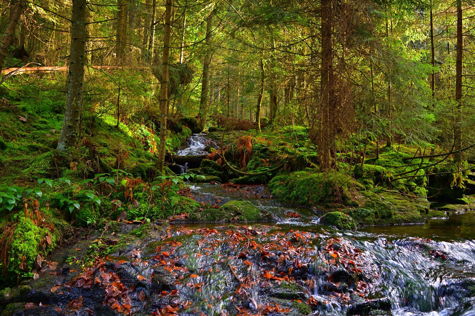 Nikon D5200 sample photo. Forest, creek, national park photography