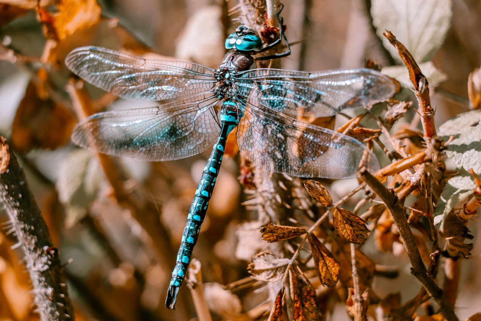 Canon EF-S 18-135mm F3.5-5.6 IS USM sample photo. Dragonfly, animal, insect photography