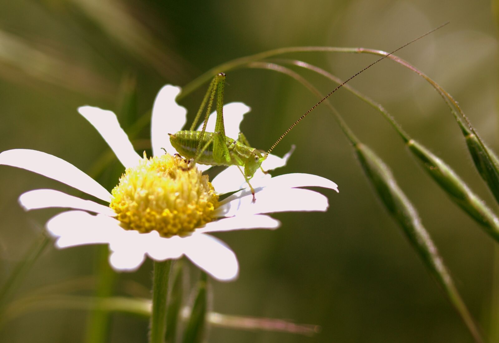 Canon EF-S 60mm F2.8 Macro USM sample photo. Grasshopper, green, flower photography