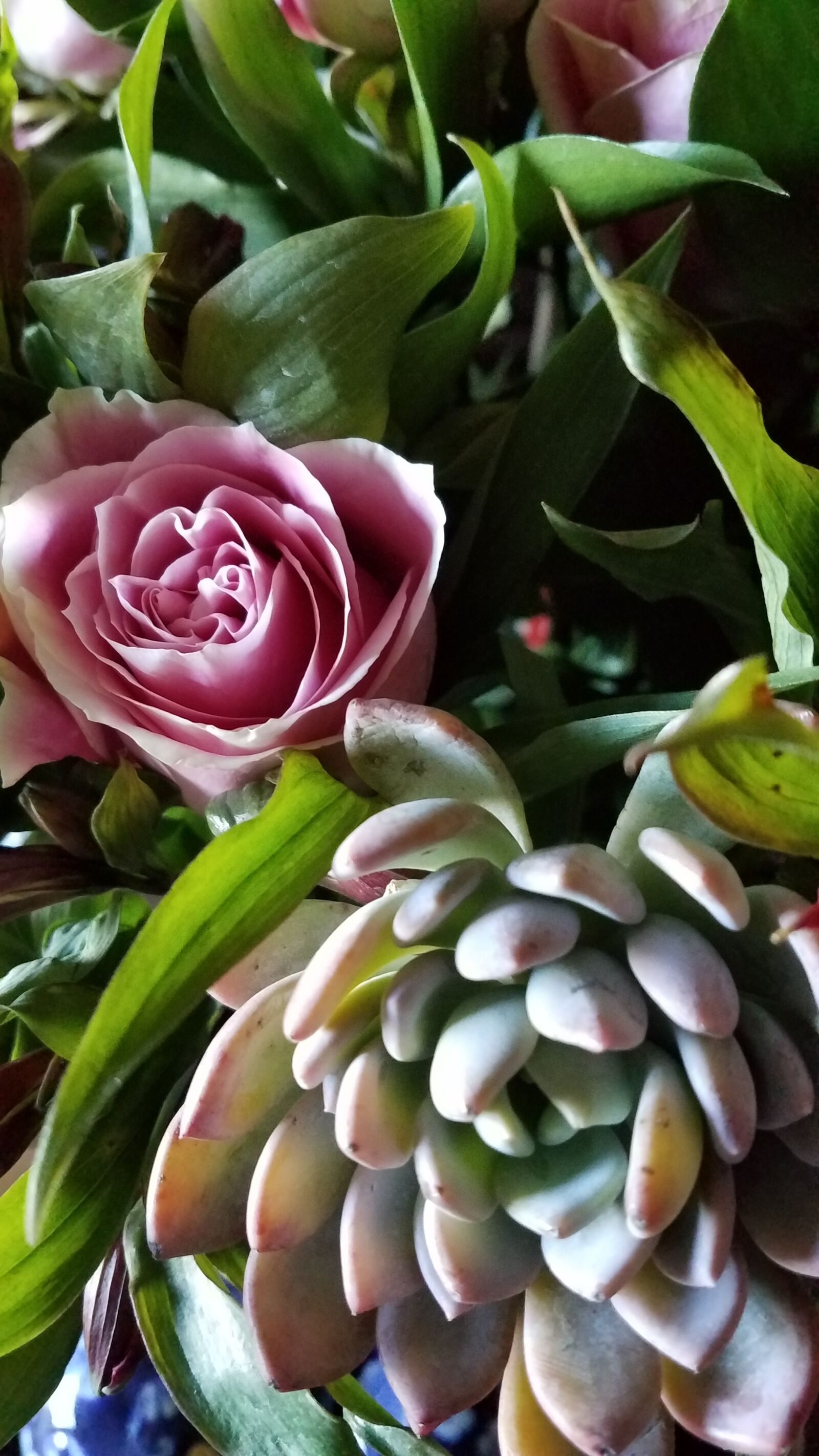 Samsung Galaxy S7 sample photo. Plant, rose, bloom photography
