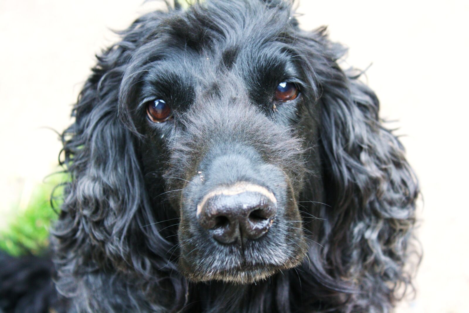 Canon EOS 1000D (EOS Digital Rebel XS / EOS Kiss F) sample photo. Cocker spaniel, dog, cocker photography