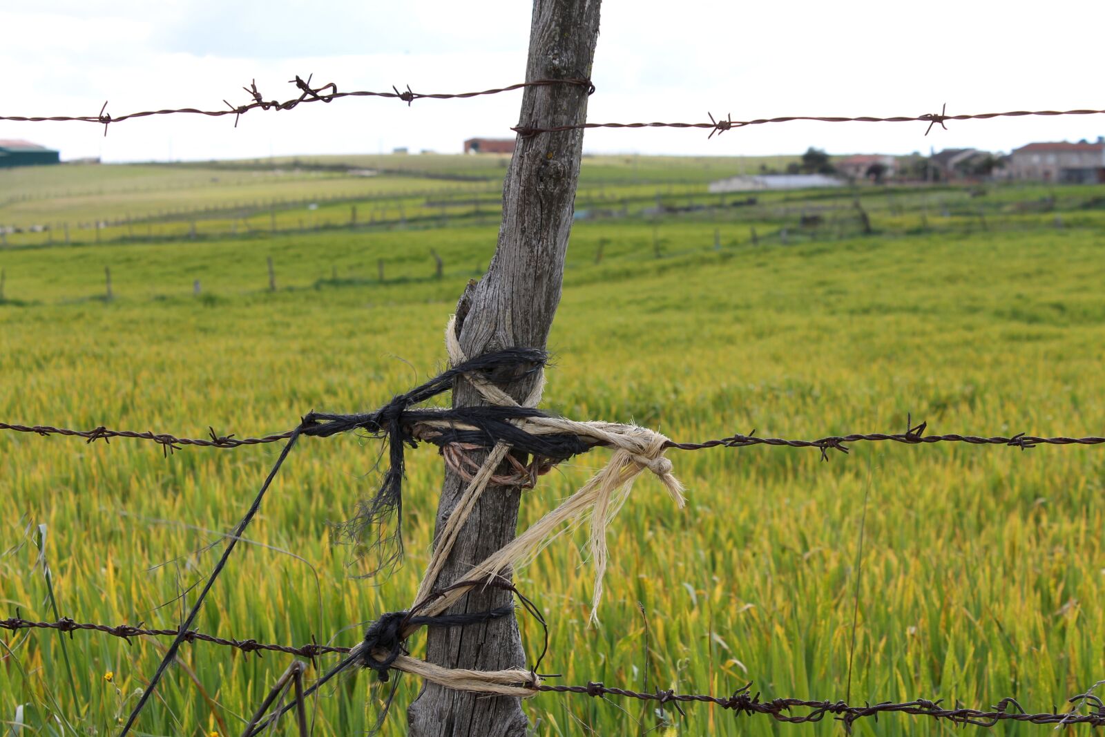 Canon EOS 1100D (EOS Rebel T3 / EOS Kiss X50) sample photo. Field, gate, castilla photography